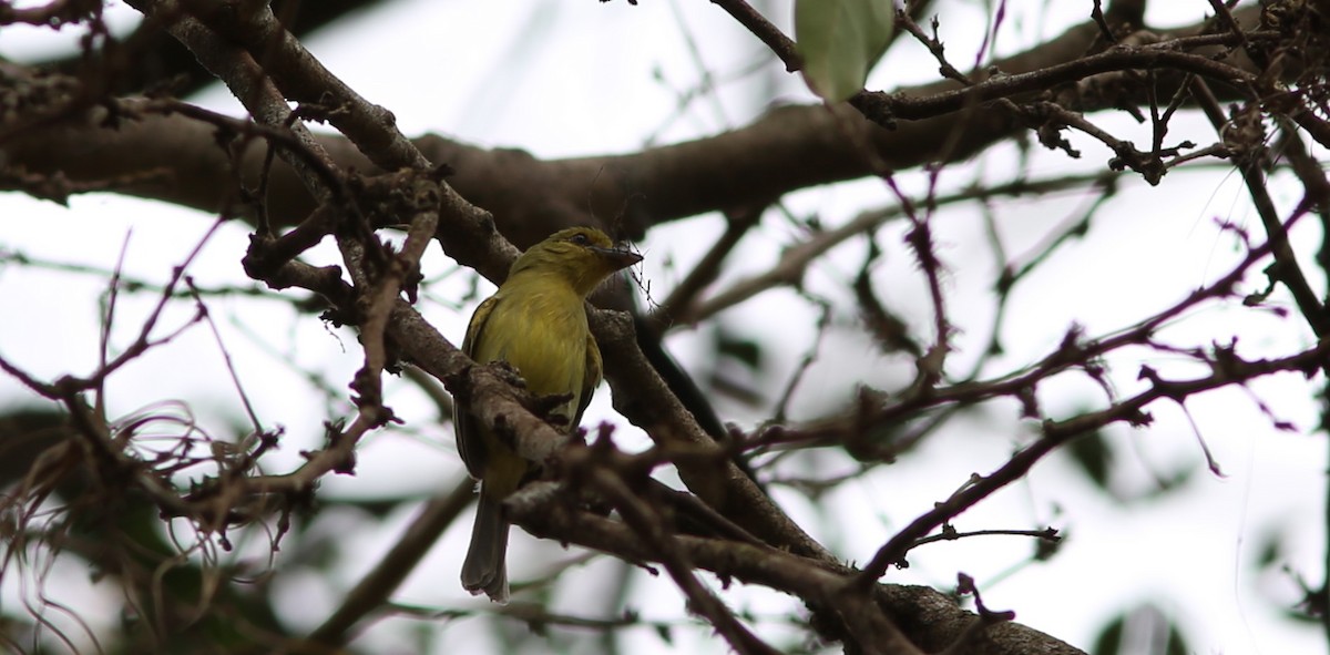 Western Olivaceous Flatbill - ML46469621
