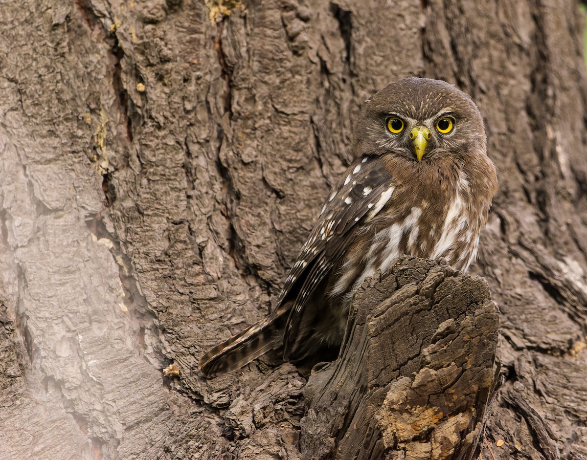 Austral Pygmy-Owl - ML464698821