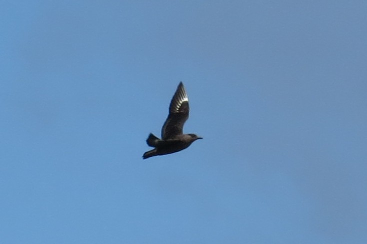 Chilean Skua - Becky Marvil