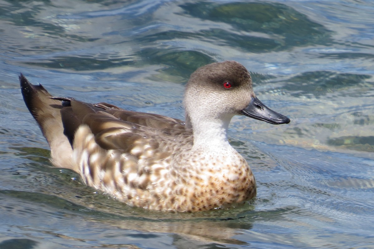 Crested Duck - ML46470001