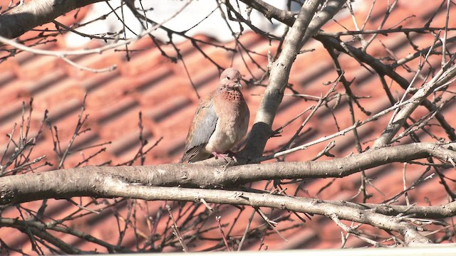 Laughing Dove - ML464700671