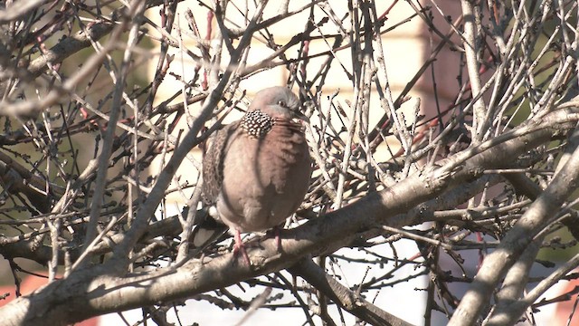 Spotted Dove - ML464701241