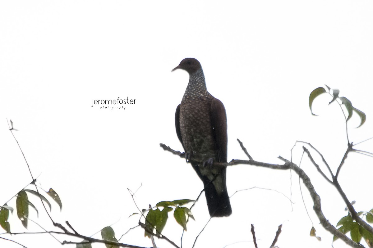 Scaled Pigeon - Jerome Foster