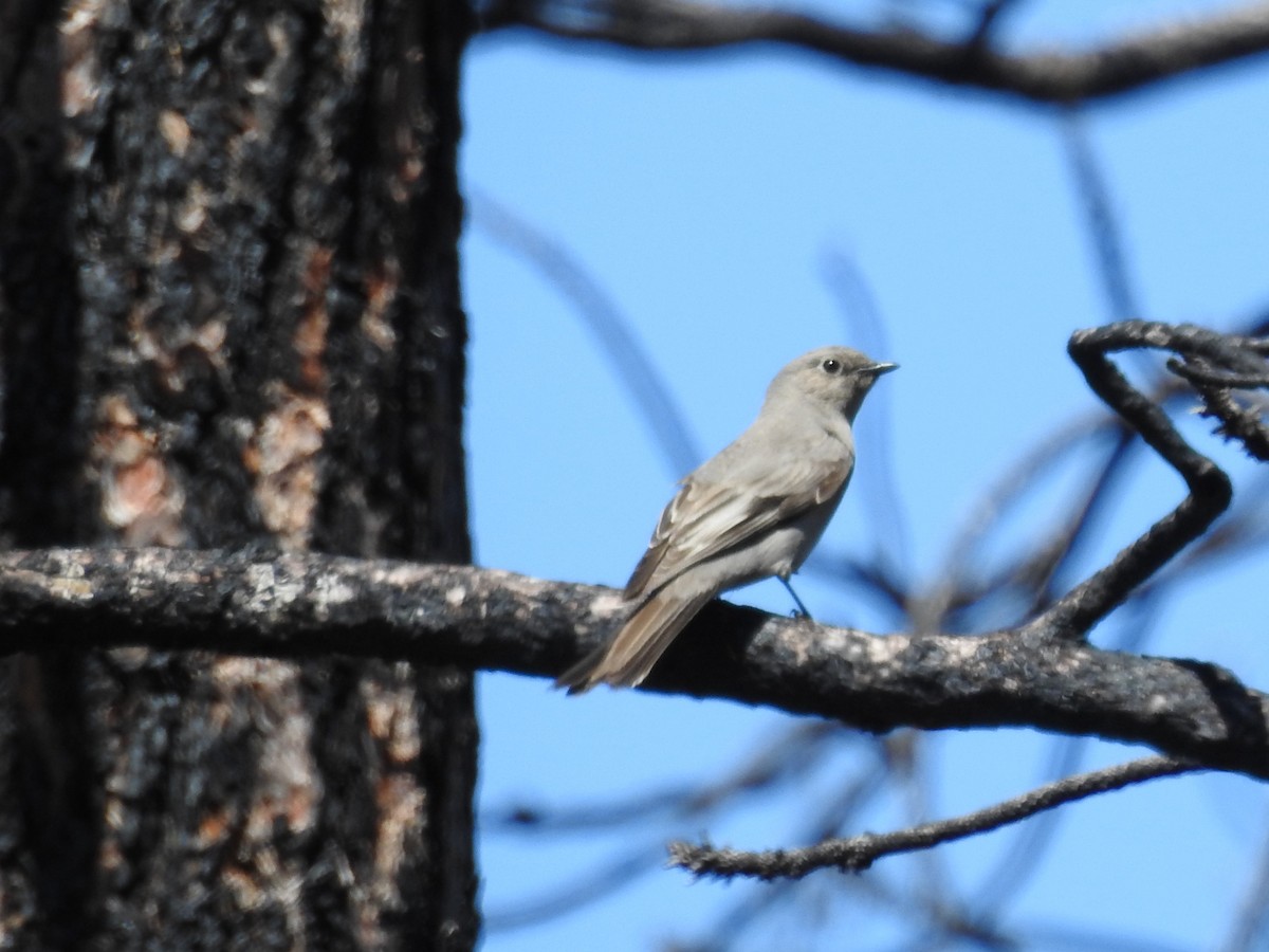 Townsend's Solitaire - ML464708131