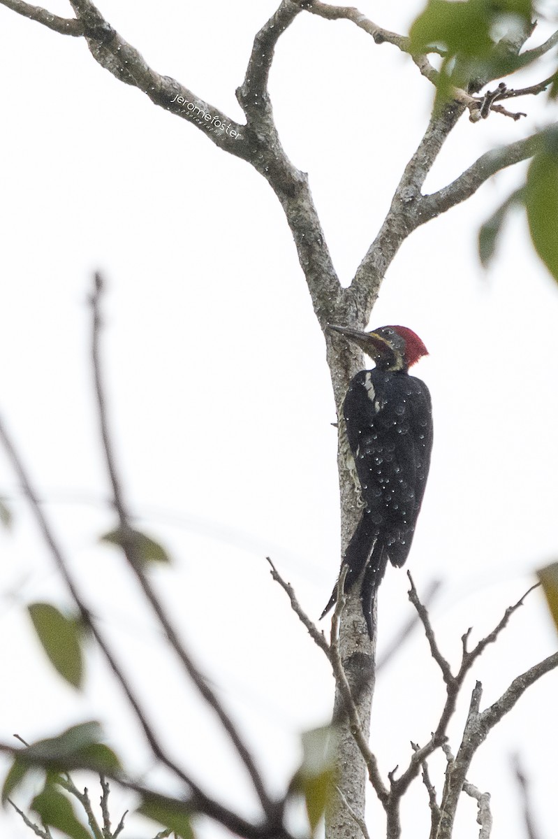 Lineated Woodpecker - ML46470831