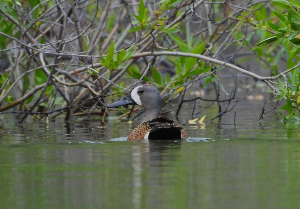 Blue-winged Teal - ML464709691