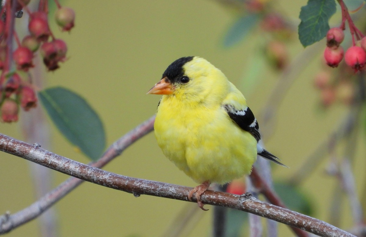 American Goldfinch - Kalin Ocaña