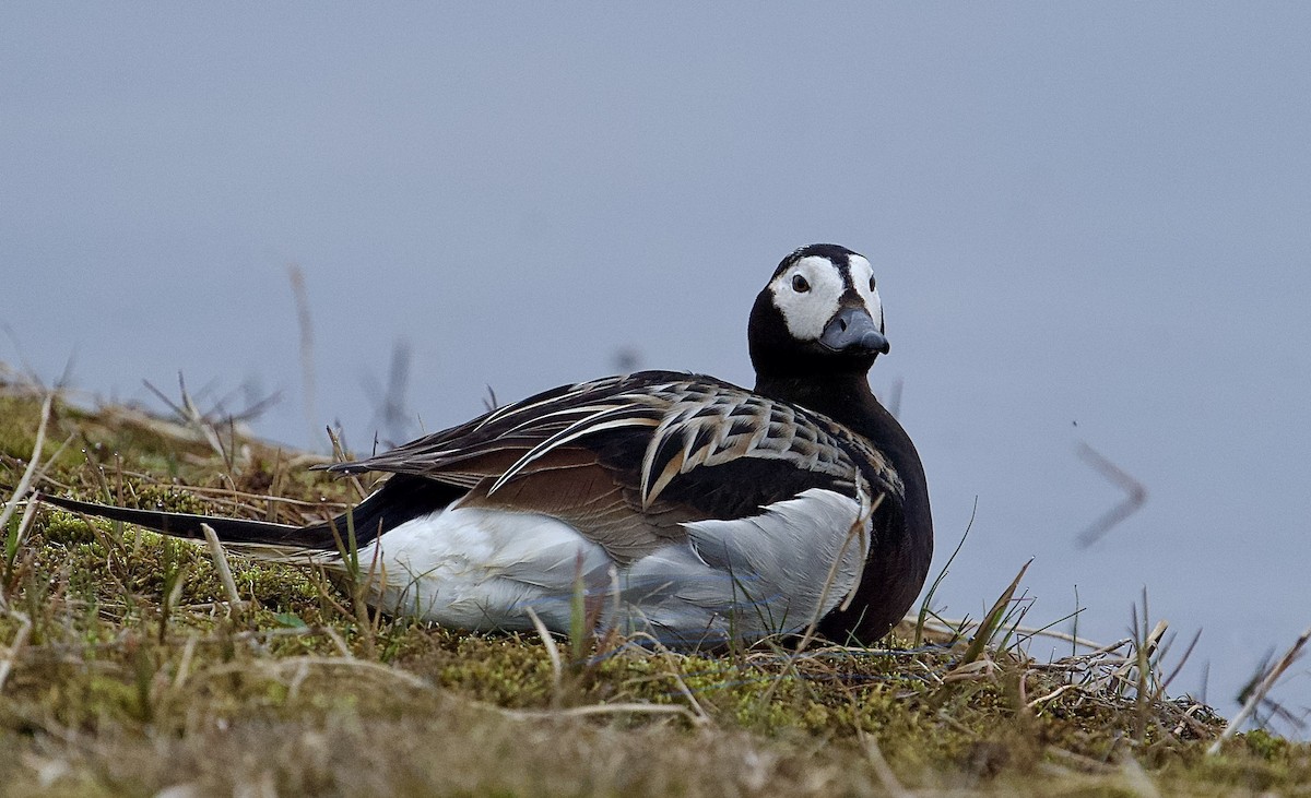 Long-tailed Duck - Ken Wright