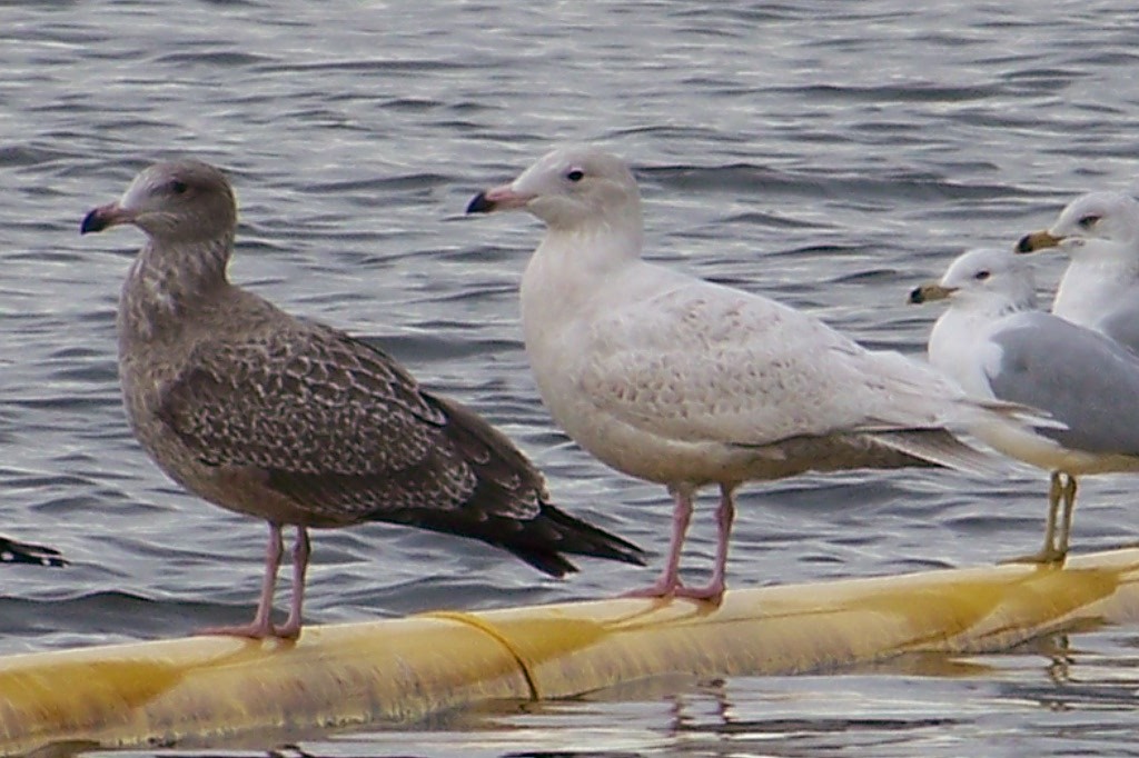Glaucous Gull - Timothy Fennell