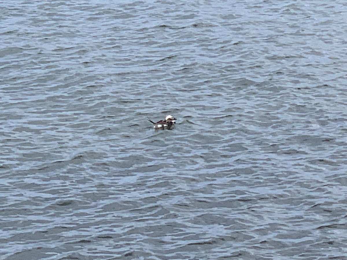 Long-tailed Duck - ML464725611