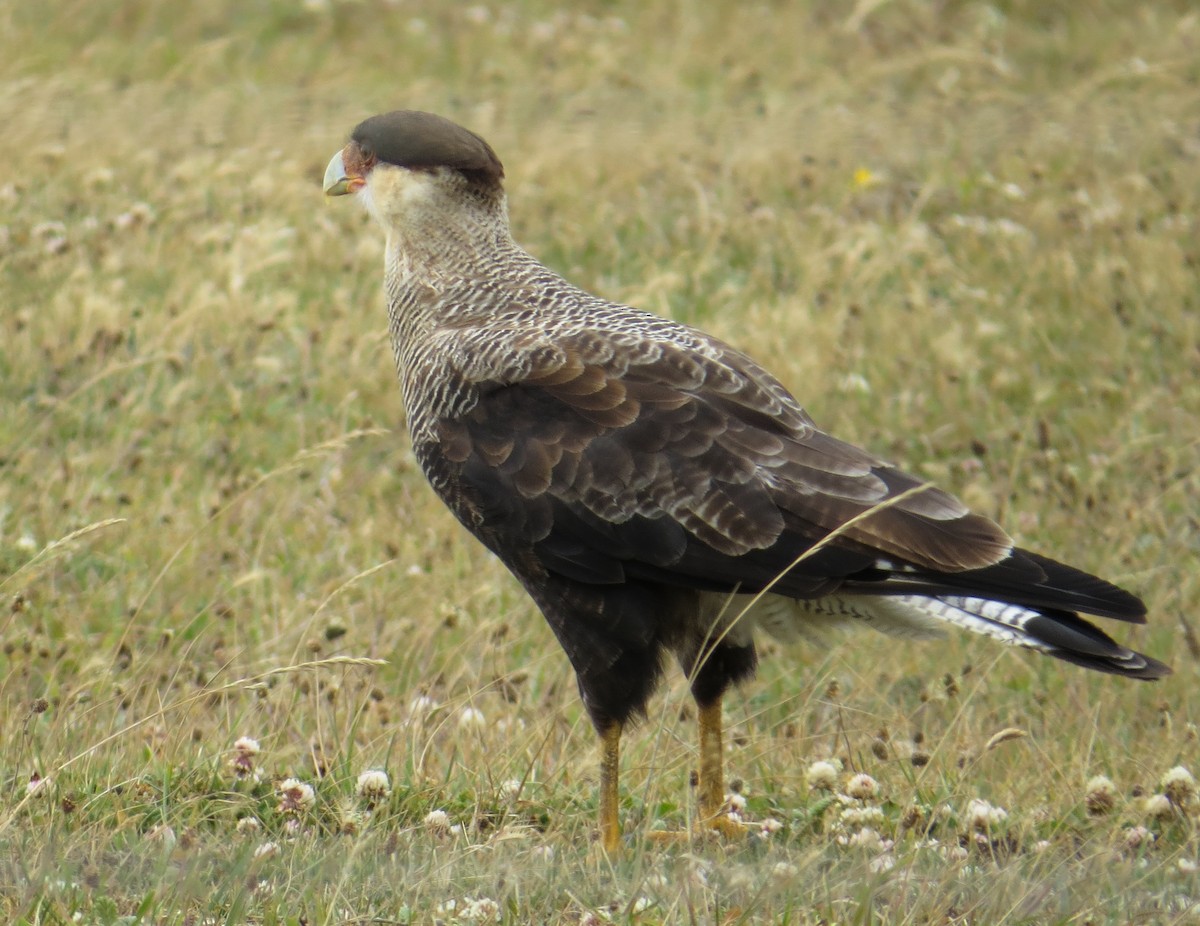 Crested Caracara (Southern) - Becky Marvil