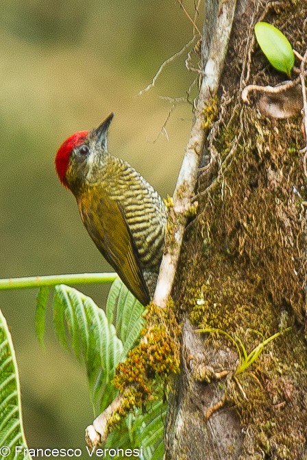Bar-bellied Woodpecker - ML464729531