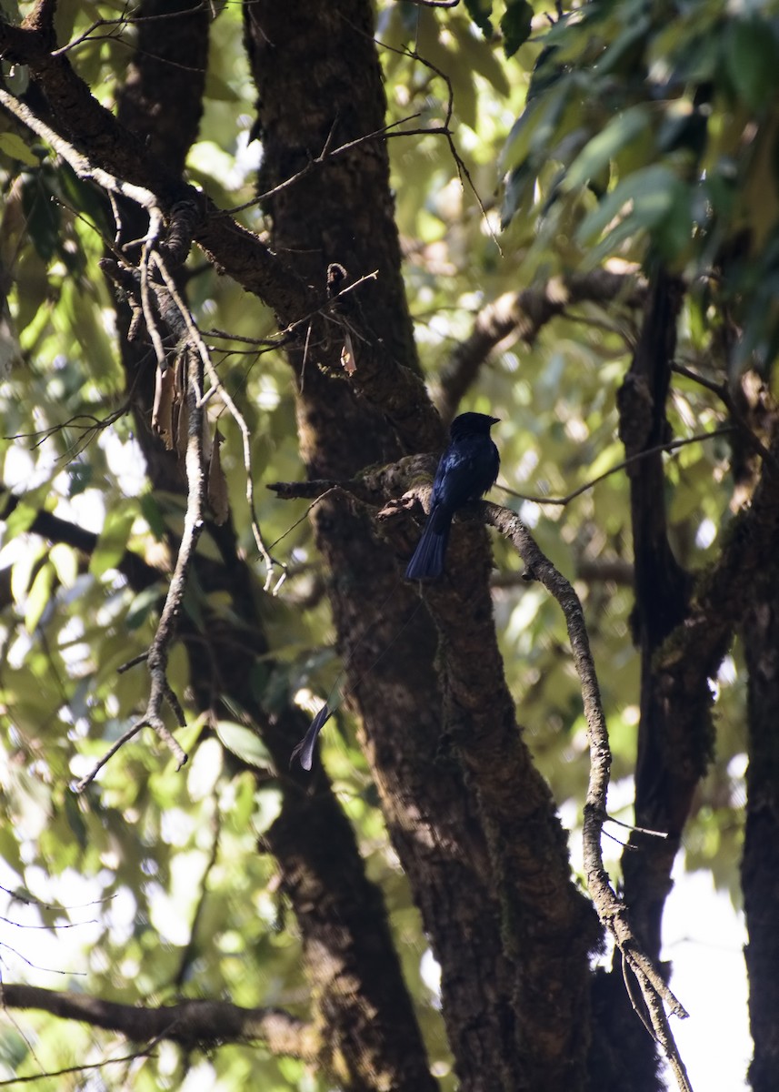 Lesser Racket-tailed Drongo - ML464734851