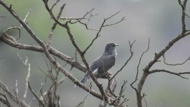 Gray-bellied Cuckoo - ML464744481