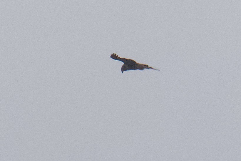 Common Buzzard - João Tiago Tavares