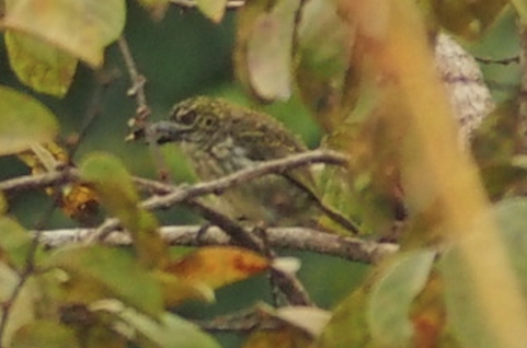 Speckled Tinkerbird - ML464746101