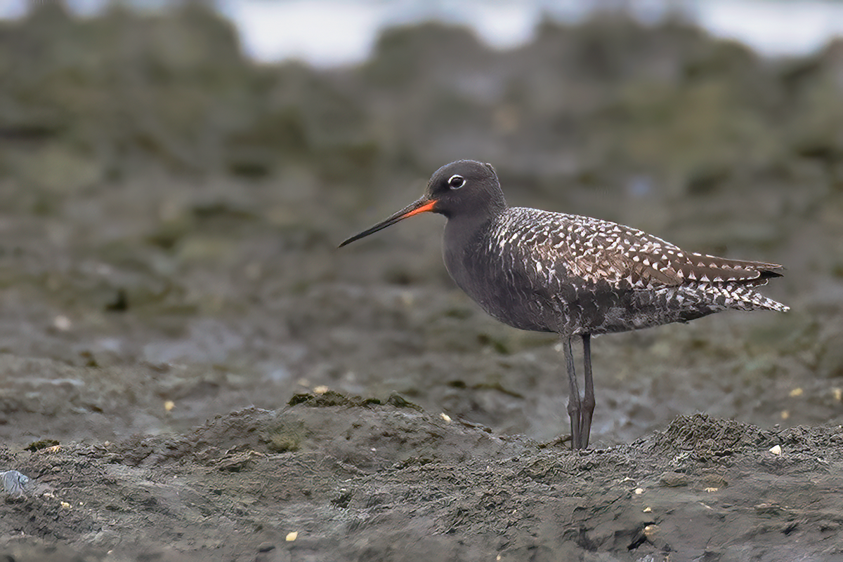 Spotted Redshank - ML464748641
