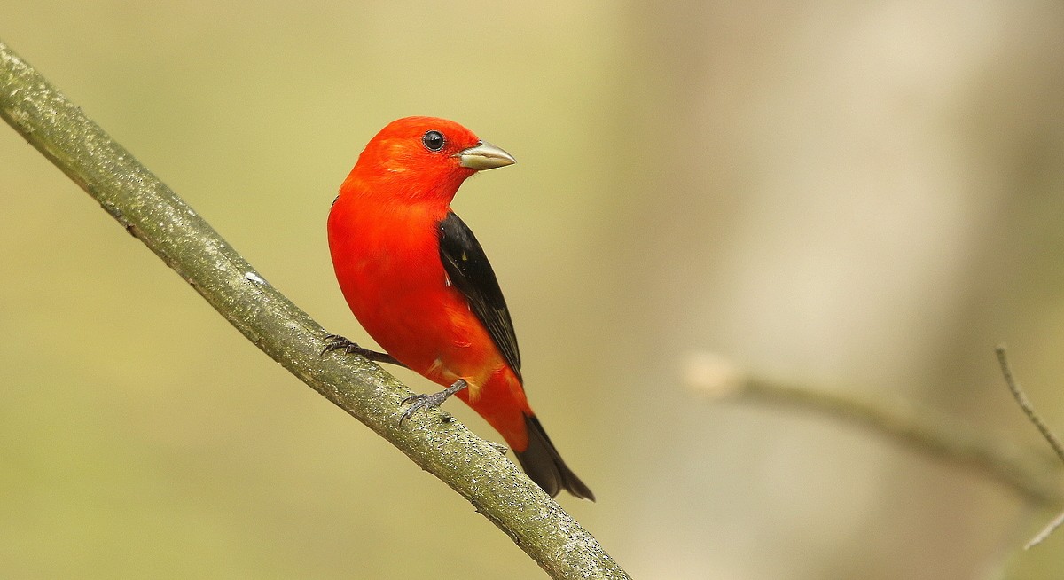 Scarlet Tanager - ML464750491