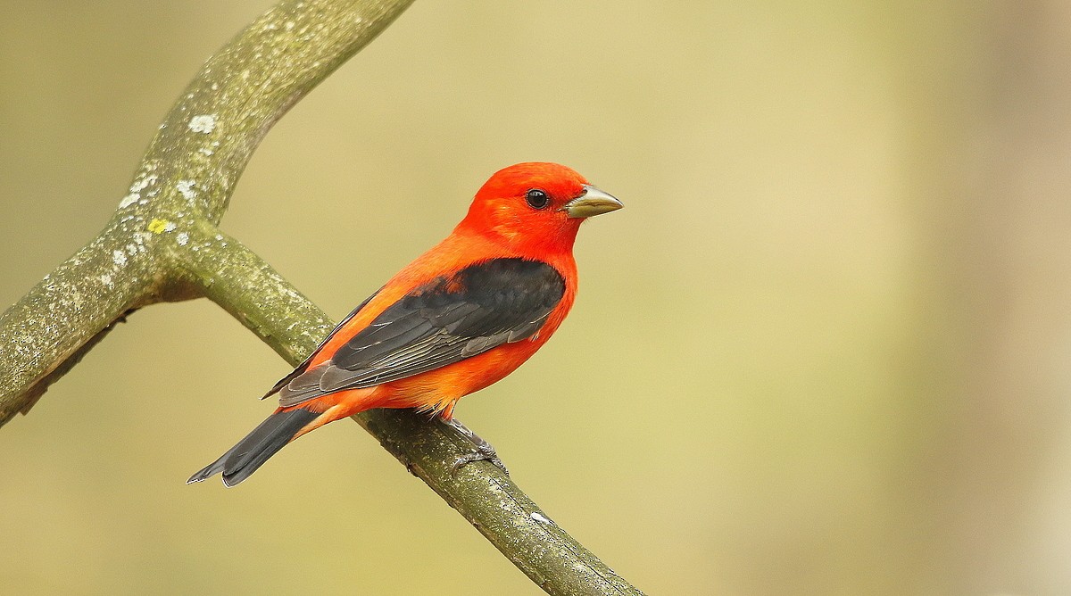 Scarlet Tanager - ML464750531