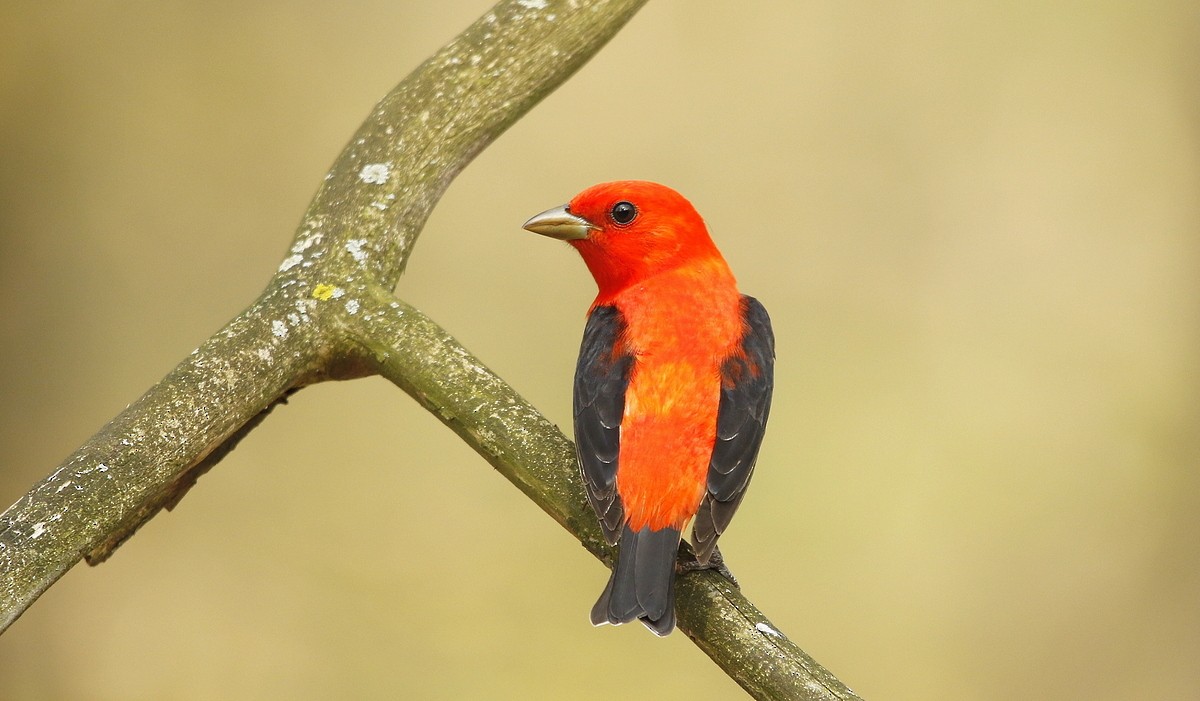 Scarlet Tanager - ML464750581