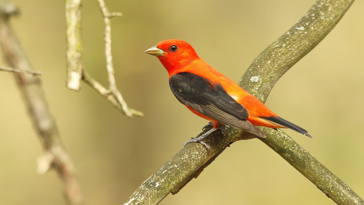 Scarlet Tanager - ML464750651