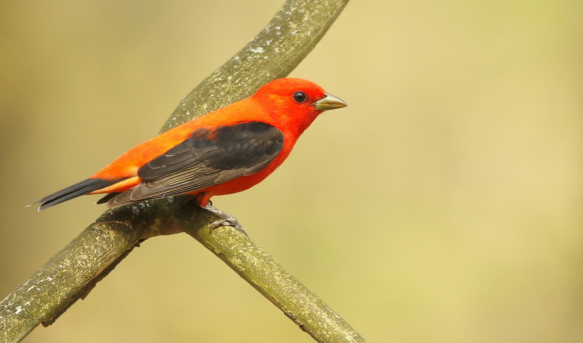 Scarlet Tanager - ML464750671
