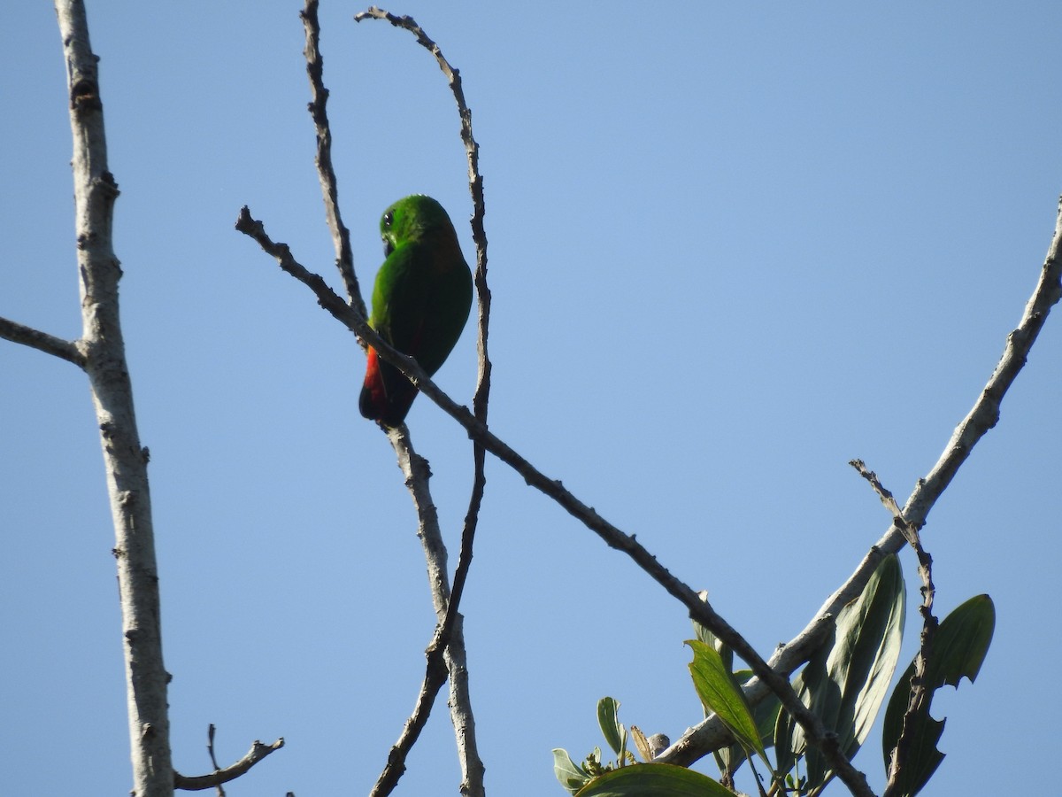 Blue-crowned Hanging-Parrot - ML464754941