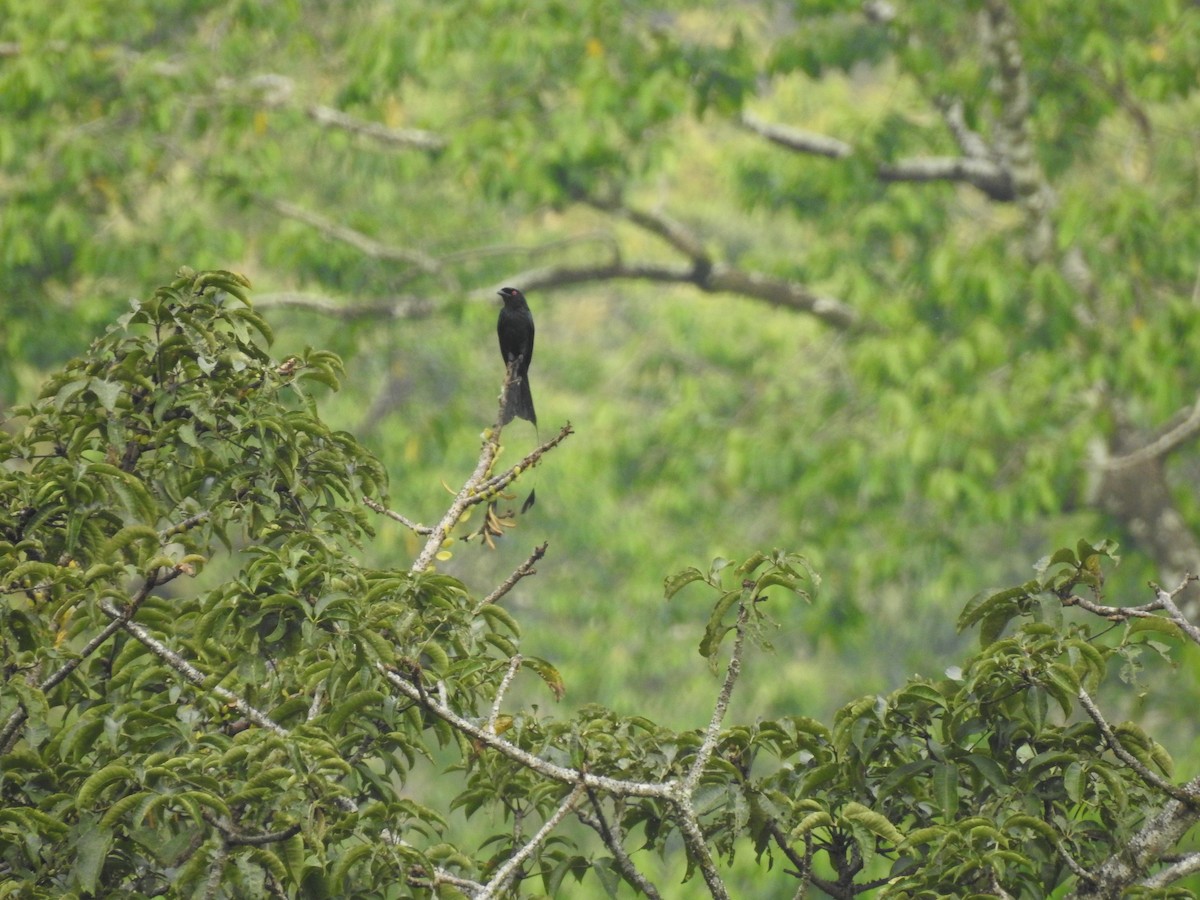 Greater Racket-tailed Drongo - ML464755701