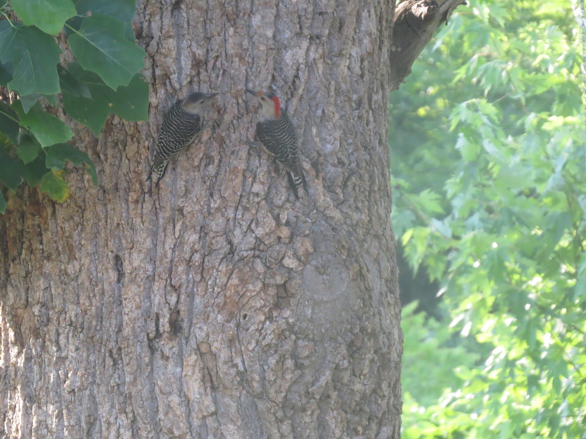 Red-bellied Woodpecker - Michael S Taylor