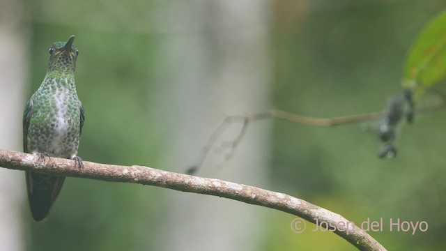 Many-spotted Hummingbird - ML464757711