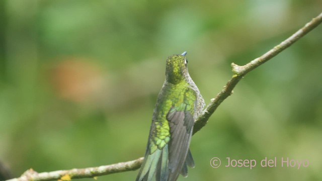 Many-spotted Hummingbird - ML464758541