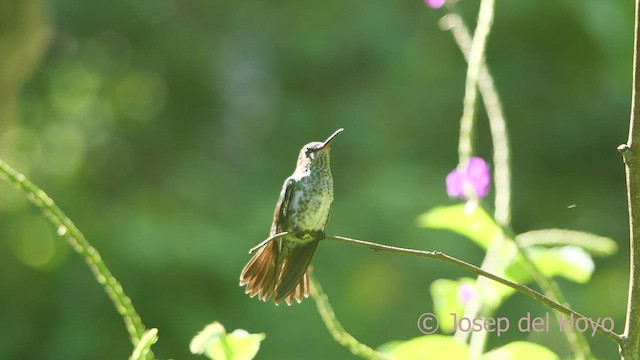 Many-spotted Hummingbird - ML464759601