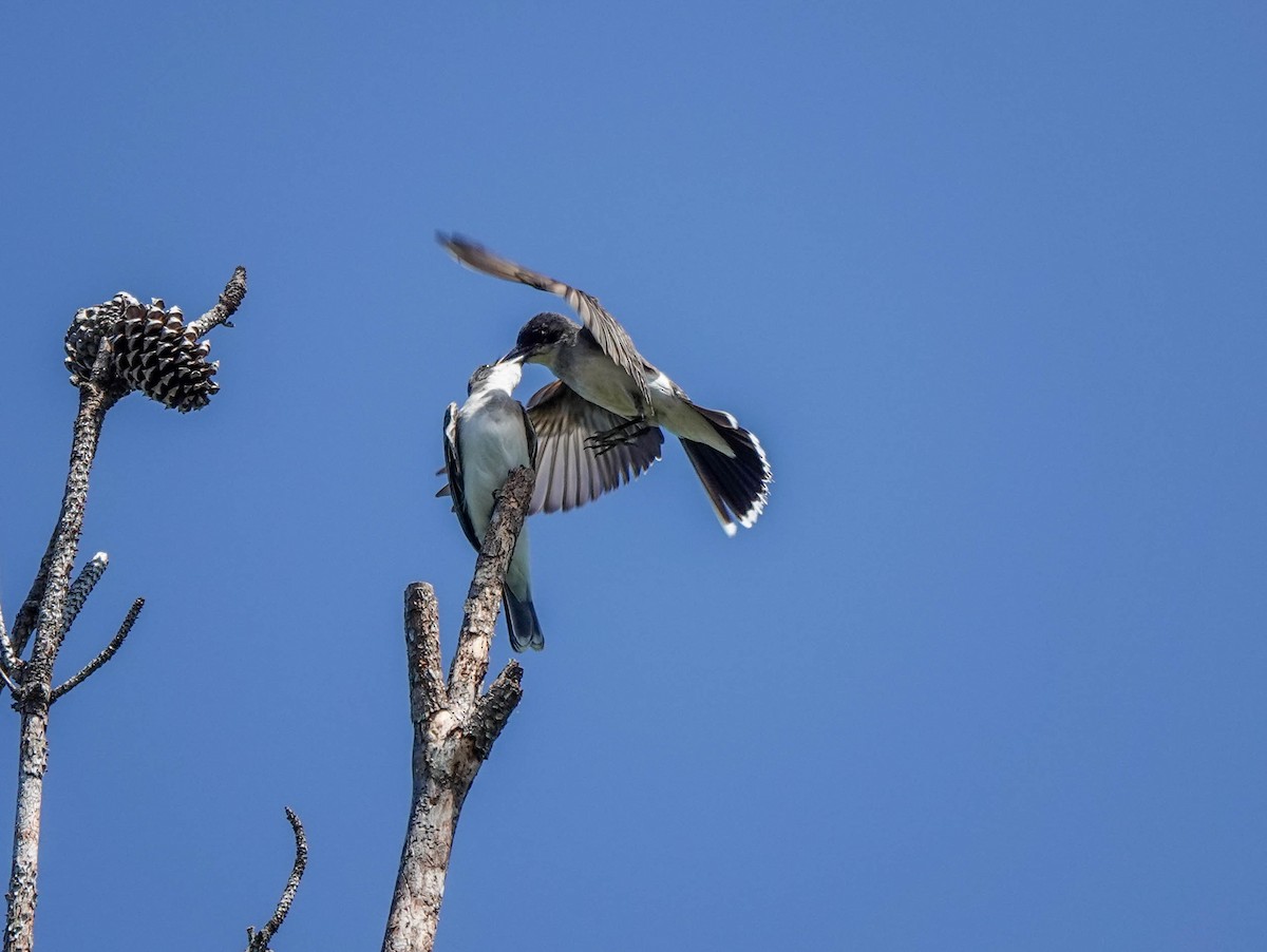 ML464766201 - Eastern Kingbird - Macaulay Library