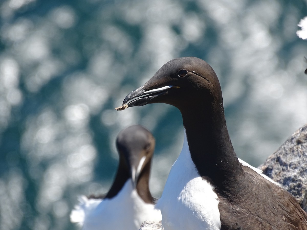 Thick-billed Murre - ML464770201