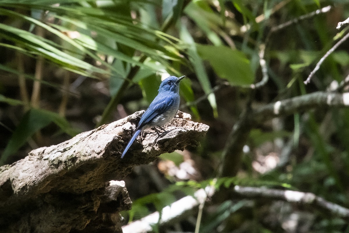 Pale Blue Flycatcher (Hartert's) - Wachara  Sanguansombat