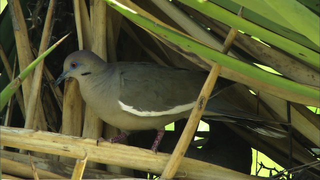 White-winged Dove - ML464777