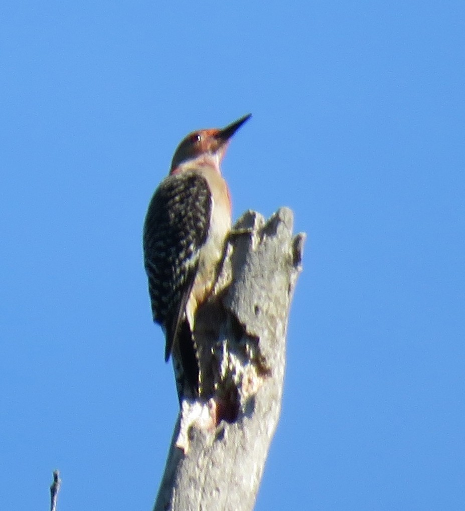 ML464777311 Red bellied Woodpecker Macaulay Library
