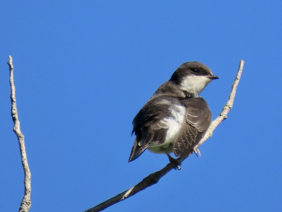 Northern Rough-winged Swallow - ML464777971