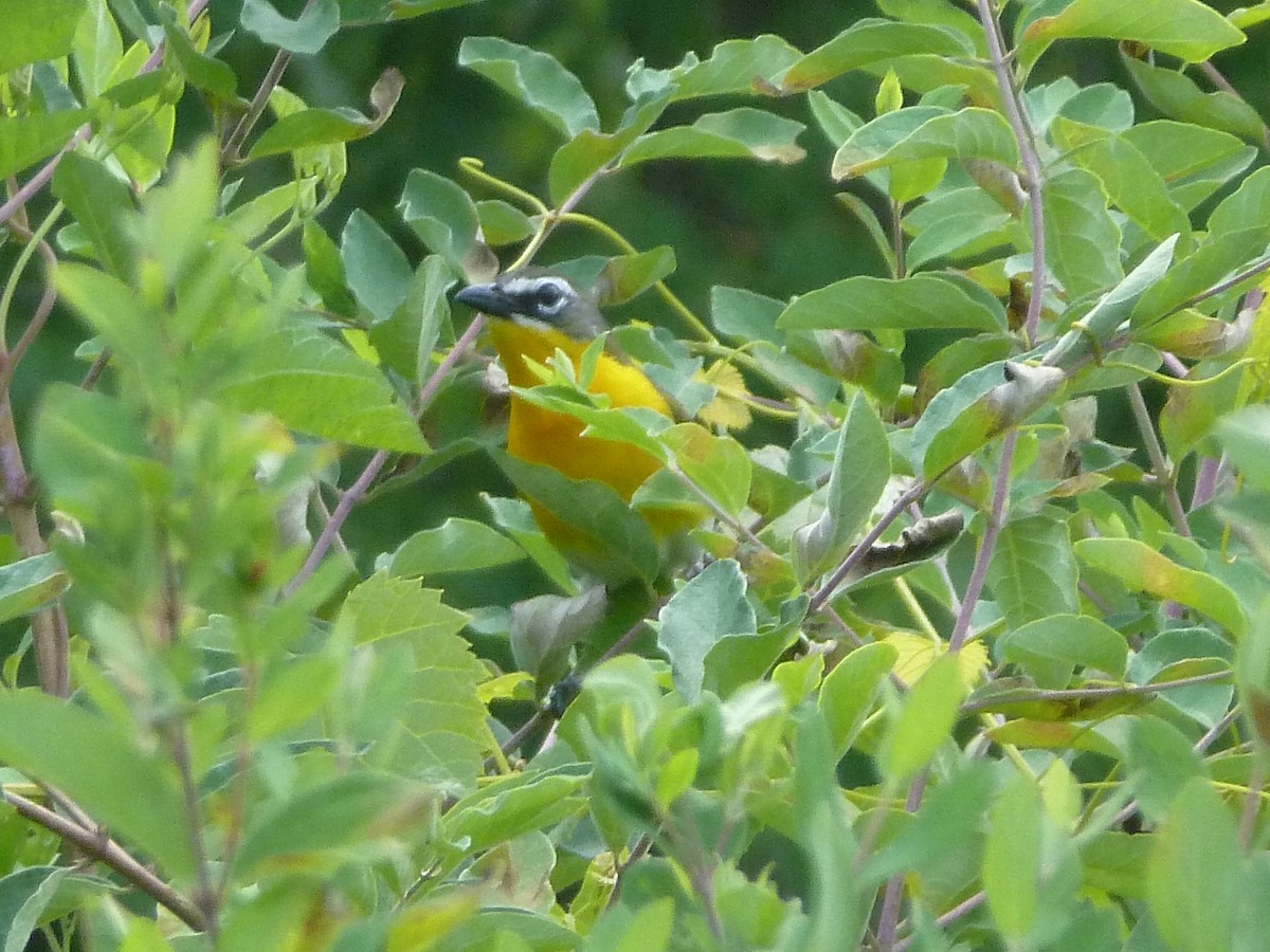 Yellow-breasted Chat - ML464781501