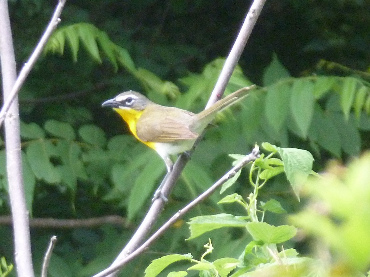 Yellow-breasted Chat - ML464781531