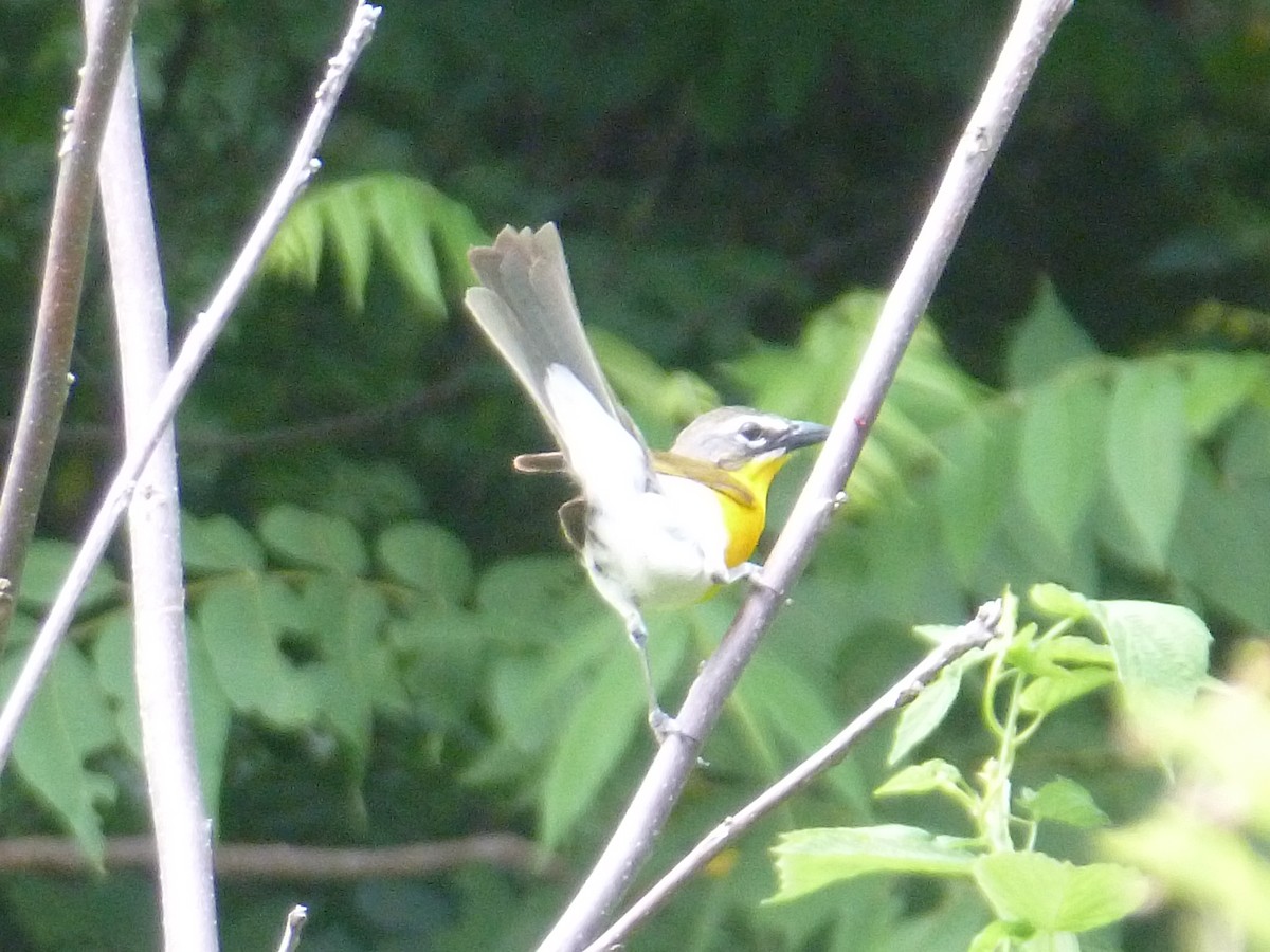 Yellow-breasted Chat - ML464781541