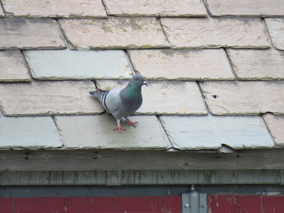 Rock Pigeon (Feral Pigeon) - ML464784721