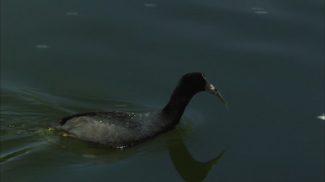 American Coot (Red-shielded) - ML464787
