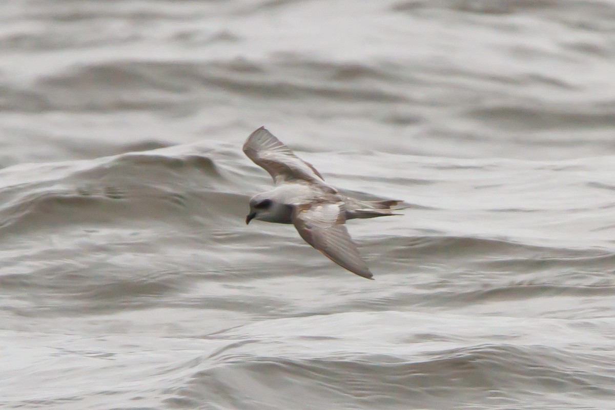 Fork-tailed Storm-Petrel - ML464787601