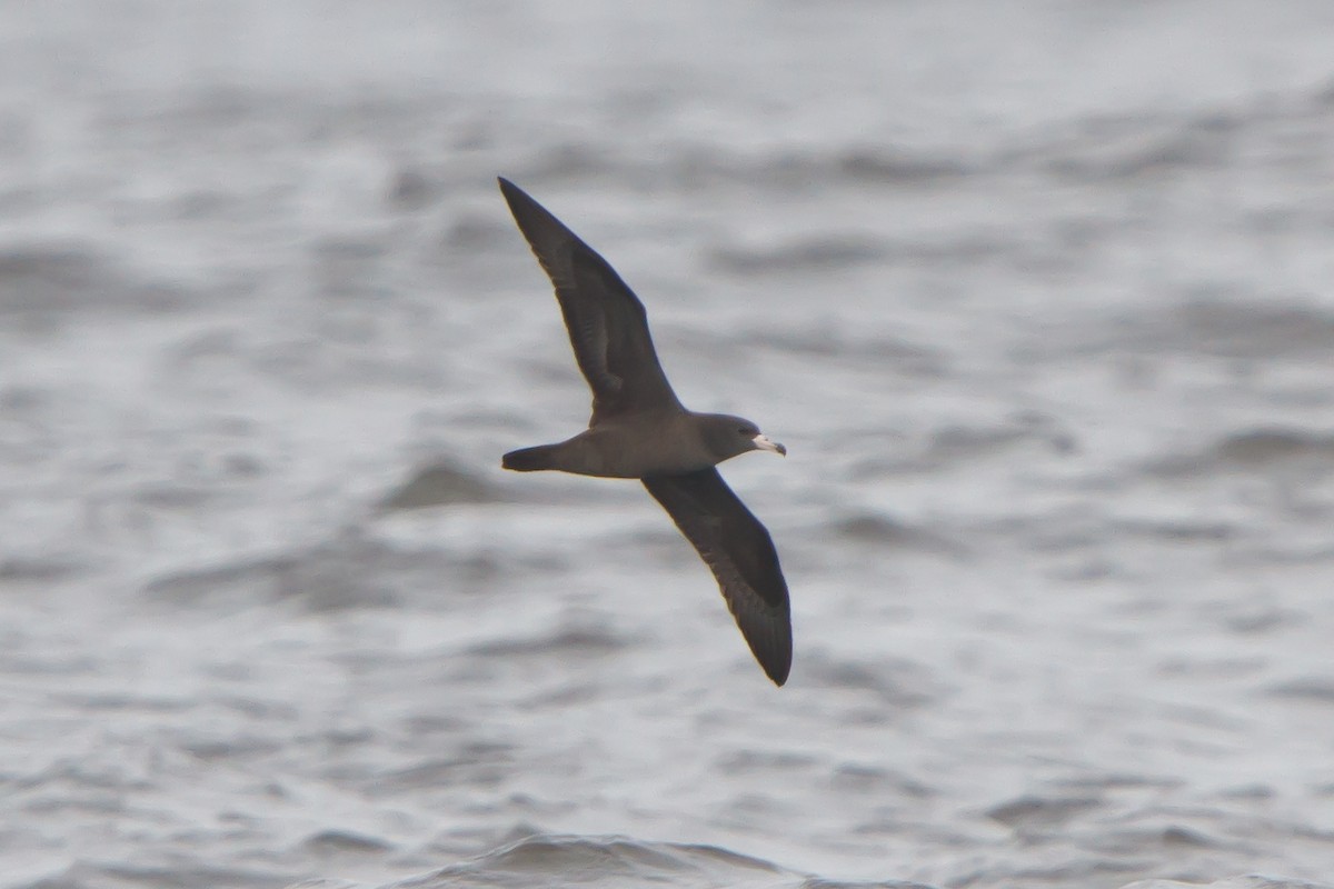 Flesh-footed Shearwater - ML464787631
