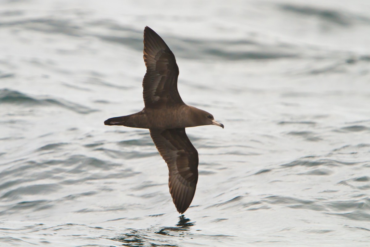 Flesh-footed Shearwater - ML464787801
