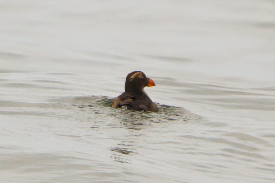 Tufted Puffin - ML464787831