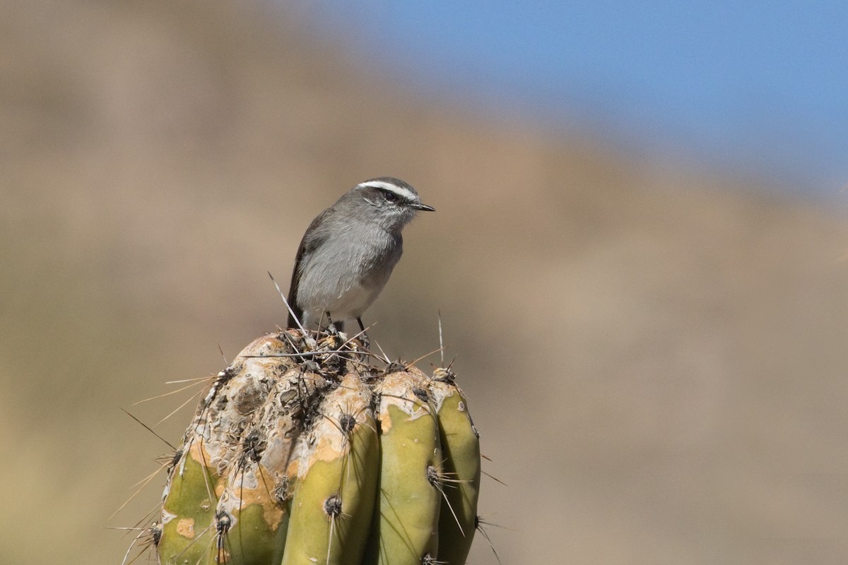White-browed Chat-Tyrant - ML464789171