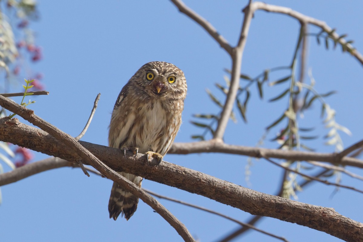Peruvian Pygmy-Owl - ML464789681