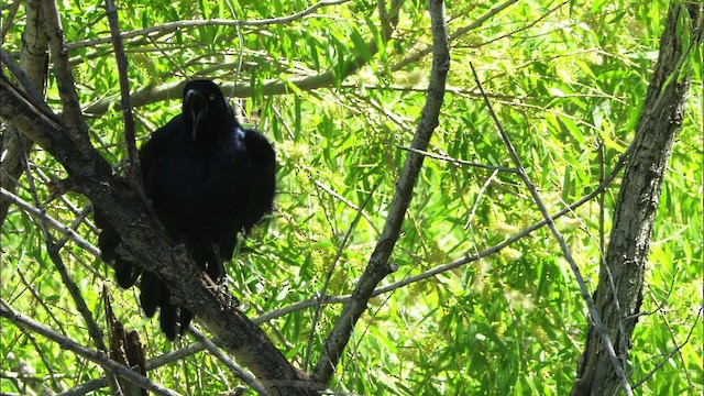 Great-tailed Grackle - ML464791